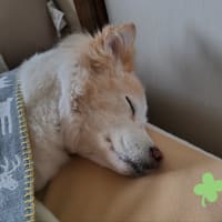 １日あけての公園散歩。