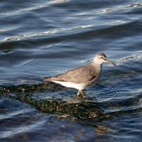 05/18探鳥記録写真-2:遠賀川河口の鳥たち（イソシギ、キアシシギ、）