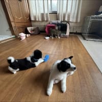 今日から三匹生活