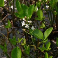  三槲（ﾐﾂｶﾞｼﾜ）開花