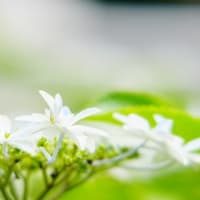  紫陽花色々