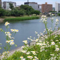 梅雨入り前の青空