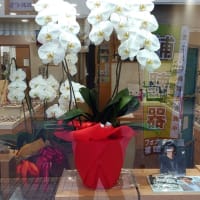 糸川メガネ店　70周年！ これからも、よろしくお願いいたします。