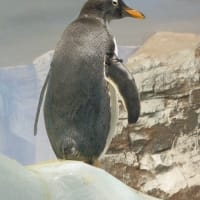 ジェンツーペンギン