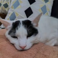 白猫タイム　リラックス