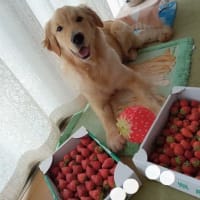 いちご🍓大好き～♥