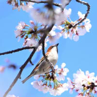 桜の花で撮れたよ、ニュウナイスズメ。