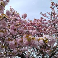 二上山城山の八重桜