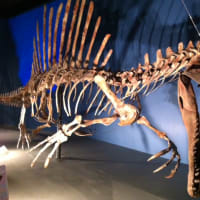背骨の特徴が名前の由来になった恐竜