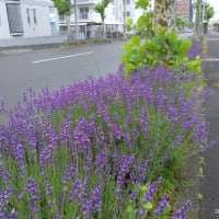 六月最後の日に