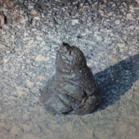 岐阜県高山市「調子にのるなよ！」2015.7.31