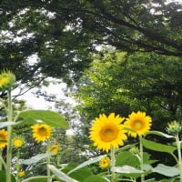 　　真夏の昭和記念公園でした　その５