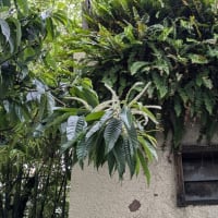 今年も栗の花が