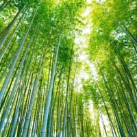 緑の竹林（板橋区立竹の子公園 2024.5.3撮影）