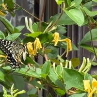 花が咲く時　⑧ 〜5月後半に咲くバラ〜
