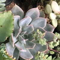多肉植物を育てて4年目
