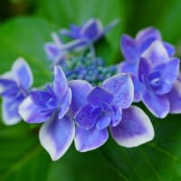 ●我が家の６月の花（21）　紫陽花　ハイドランジア？三色　コンペイトウ三色