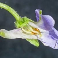 漸くの出会い葵菫の花