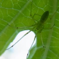 綺麗な緑の小さな蜘蛛