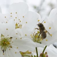 さくらんぼの作柄を決める交配時期