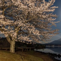 山中湖の夜桜