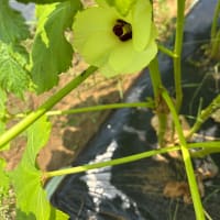 ズッキーニのピザ風とオクラの花