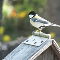 恋するシジュウカラ