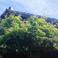 ５月の庭仕事