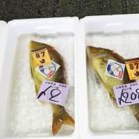 沖縄ではお馴染み！寿命は20年を超える長寿のお魚「ハマフエフキ」沖縄方言名では「タマン」