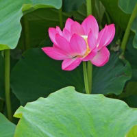 蓮の花