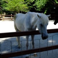 丹生川上神社下社に参拝しました