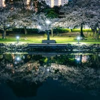 夜桜とキンクロハジロ