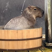 癒しを求めて…🫣