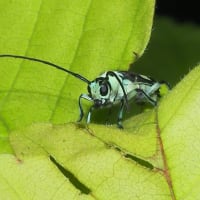 ラミーカミキリ