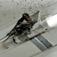 燕にとってこういう事態は織り込み済みなのだろうか。
