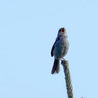 05/14探鳥記録写真-2：はまゆう公園の鳥たち（ウグイス、ホオジロ、ムクドリ、）