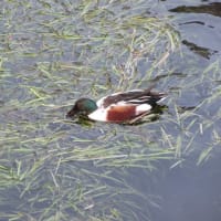 冬の善福寺川