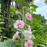 葵の花