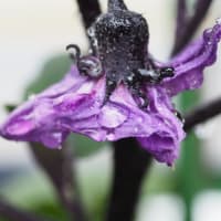 茄子の花