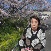 桜花見見学♪
