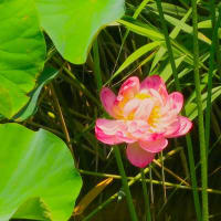 藤沢鵠沼・蓮池花見散歩