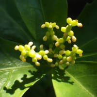 しをり戸　　　「６月」
