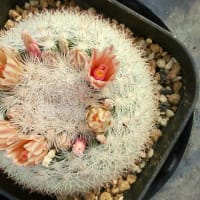 夏の多肉植物の置き場