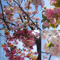 牡丹・熊谷草・金襴（24.4.17） 
