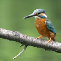 カワセミのオス・メスの見分け方 - スケッチブック