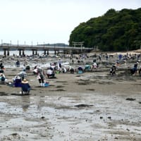 賑やかな竹島海岸　躑躅が満開