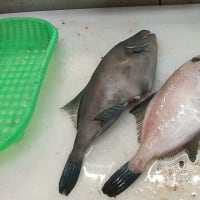 ちんちろげ