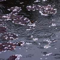 花いかだ　グーブログからお知らせ