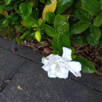 猛暑日が続いています