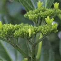 アジサイ3種